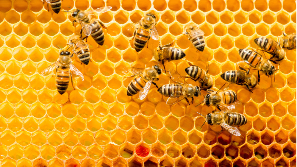 Could Recycled Straws Protect Endangered Bees?