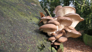Mushrooms that eat plastic?