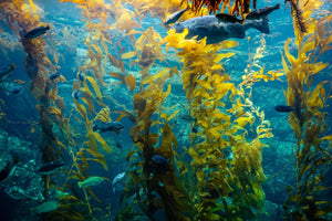 Why sea forests could help save the planet